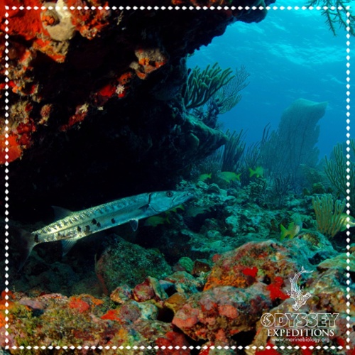 marine ecosystem, marine biodiversity a close up photo of an Baracuda-1