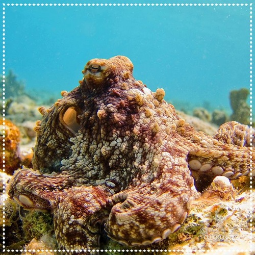 marine ecosystem, marine biodiversity a close up photo of an octopus-1